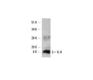 IL-8 Antibody (A-6) - Western Blotting - Image 6283
