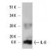 IL-8 Antibody (A-6) - Western Blotting - Image 6283