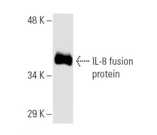 IL-8 항체 (B-2) | SCBT - Santa Cruz Biotechnology