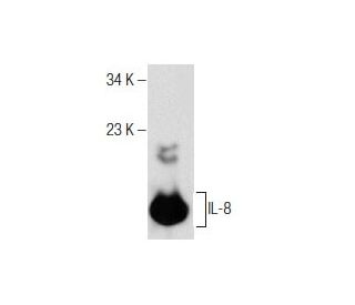 western blotting image from recommended IL-8 (C-11) monoclonal antibody replacement. Image 158460