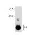 western blotting image from recommended IL-8 (C-11) monoclonal antibody replacement. Image 158460