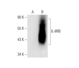 IL-8RB Antibody (E-2) - Western Blotting - Image 80938 