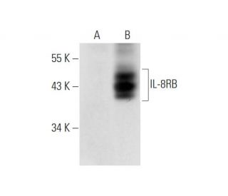 IL-8RB Antibody (5E8) - Western Blotting - Image 80934The Double Nickase Plasmid features a U6 promoter for sgRNA expression, a 20 nt targeting sequence, and a gRNA scaffold to guide Cas9n. It includes a CBh promoter for Cas9n (D10A) and puromycin resistance, GFP for transfection verification, and nuclear localization signals (NLS). The 2A peptide allows co-expression of Cas9n and Puro from a single promoter, enabling precise genome editing with reduced off-target effects. 