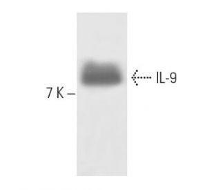IL-9 Antibody (H-7) - Western Blotting - Image 10001