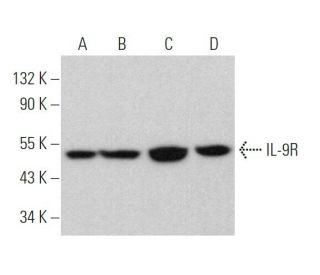 IL-9R Antibody (F-3) - Western Blotting - Image 373178 