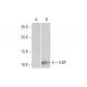 ILBP Antibody (4A4) - Western Blotting - Image 352110 