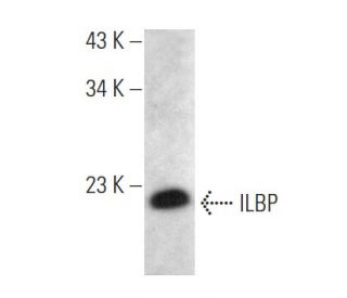 ILBP Antibody (E-9) - Western Blotting - Image 353671 