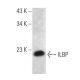 ILBP Antibody (E-9) - Western Blotting - Image 353671 