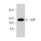ILBP Antibody (E-9) - Western Blotting - Image 360588 