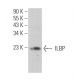 ILBP Antibody (E-9) - Western Blotting - Image 371107