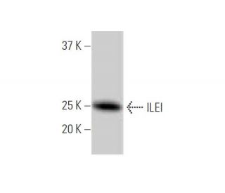 ILEI Antibody (3A3) - Western Blotting - Image 347607 
