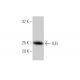 ILEI Antibody (3A3) - Western Blotting - Image 347607 