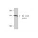 ILEI Antibody (3A3) - Western Blotting - Image 349026