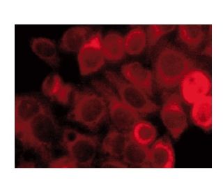 IleRS Antibody (D-9) - Immunofluorescence - Image 142093 