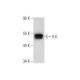 ILK Antibody (E-2) - Western Blotting - Image 59668 