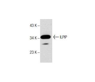 ILPIP Antibody (C-12) - Western Blotting - Image 157846
