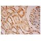 ILPIP Antibody (F-10) - Immunohistochemistry - Image 302254