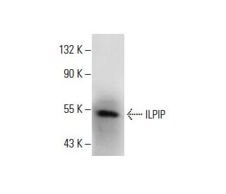 ILPIP Antibody (F-10) - Western Blotting - Image 288624 