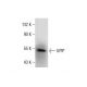 ILPIP Antibody (F-10) - Western Blotting - Image 288624 