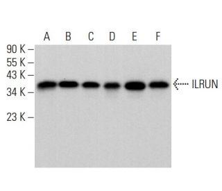 ILRUN Antibody (A-2) - Western Blotting - Image 377390 