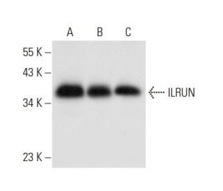 ILRUN Antibody (F-8) - Western Blotting - Image 304320 