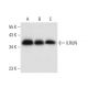 ILRUN Antibody (F-8) - Western Blotting - Image 304320 