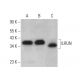 ILRUN Antibody (F-8) - Western Blotting - Image 367428