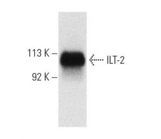 ILT-2 Antibody (VMP55) - Western Blotting - Image 4954 