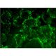ILT-4/5 Antibody (F-7) - Immunofluorescence - Image 384192