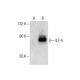 ILT-4/5 Antibody (F-7) - Western Blotting - Image 287603 