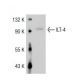 ILT-4 Antibody (42D1) - Western Blotting - Image 36468 