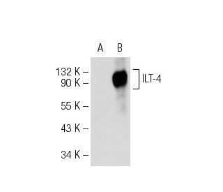 ILT Antibody (D-6) - Western Blotting - Image 108804 