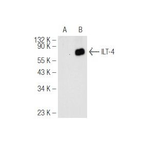 ILT (A-9): sc-166580. Western blot analysis of ILT-4 expression in... 