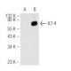 ILT Antibody (A-9) - Western Blotting - Image 93714 