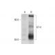 ILT Antibody (A-9) - Western Blotting - Image 147466