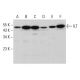 ILT Antibody (A-9) - Western Blotting - Image 384306 