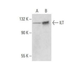 ILT Antibody (D-6) - Western Blotting - Image 308698 