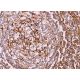 ILT Antibody (H-5) - Immunohistochemistry - Image 377169 