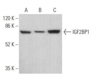 IMP-1/IGF2BP1 Antibody (D-9) - Western Blotting - Image 373905