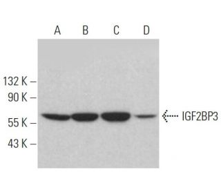 western blotting image from recommended IGF2BP3 (E-2) monoclonal antibody replacement. Image 384009