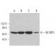 western blotting image from recommended IGF2BP3 (E-2) monoclonal antibody replacement. Image 384009