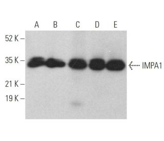 IMPA1 Antibody (A-2) - Western Blotting - Image 372005 