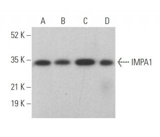IMPA1 Antibody (H-7) - Western Blotting - Image 372006 