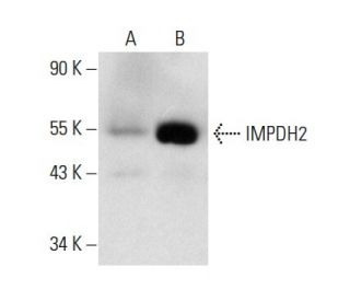 IMPDH Antibody (D-3) - Western Blotting - Image 137942
