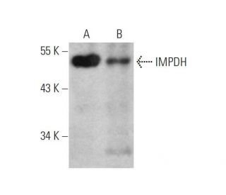 IMPDH Antibody (F-6) - Western Blotting - Image 346634 