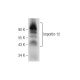 Importin-12 Antibody (C-2) - Western Blotting - Image 155273