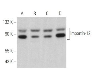 Importin-12 Antibody (C-2) - Western Blotting - Image 368462 