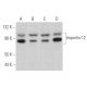 Importin-12 Antibody (C-2) - Western Blotting - Image 368462 