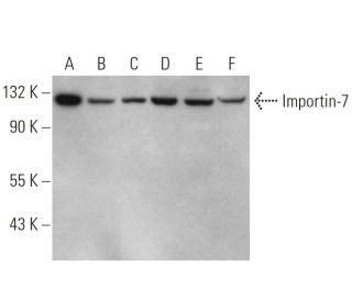 Importin-7 Antibody (C-10) - Western Blotting - Image 344291