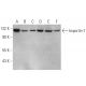 Importin-7 Antibody (C-10) - Western Blotting - Image 344291